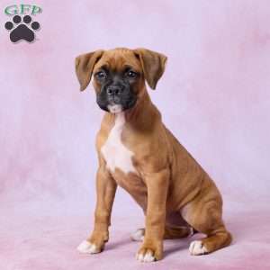 Macy, Boxer Puppy